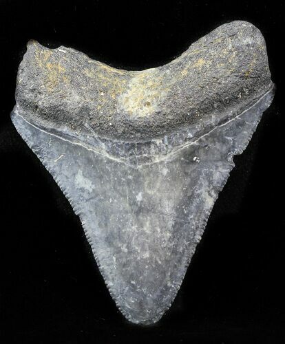 Juvenile Megalodon Tooth - Venice, Florida #32882